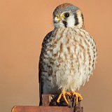11SB0656 American Kestrel